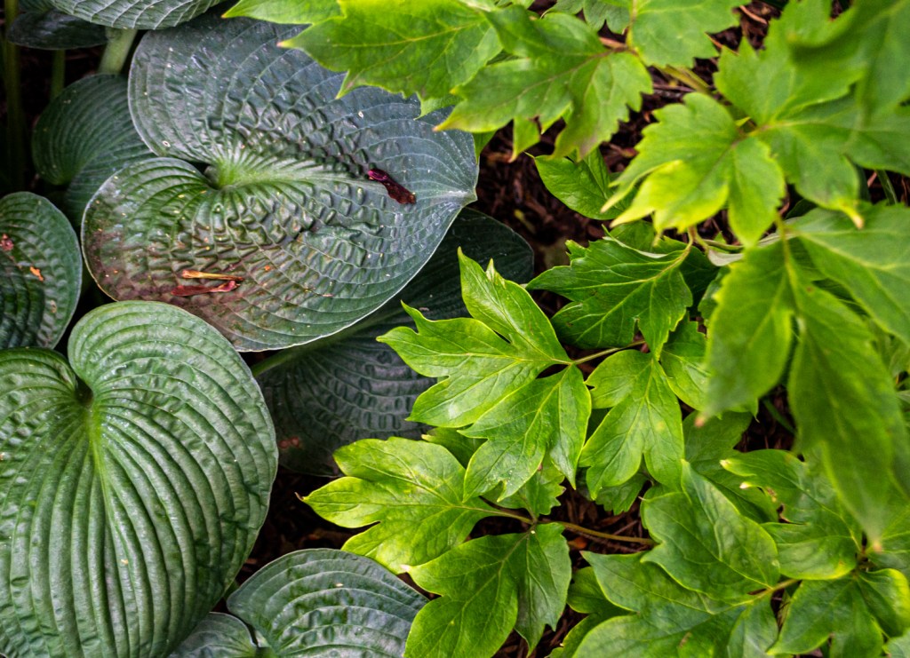 “Letter from my Mother” by Corey&nbsp;Mesler