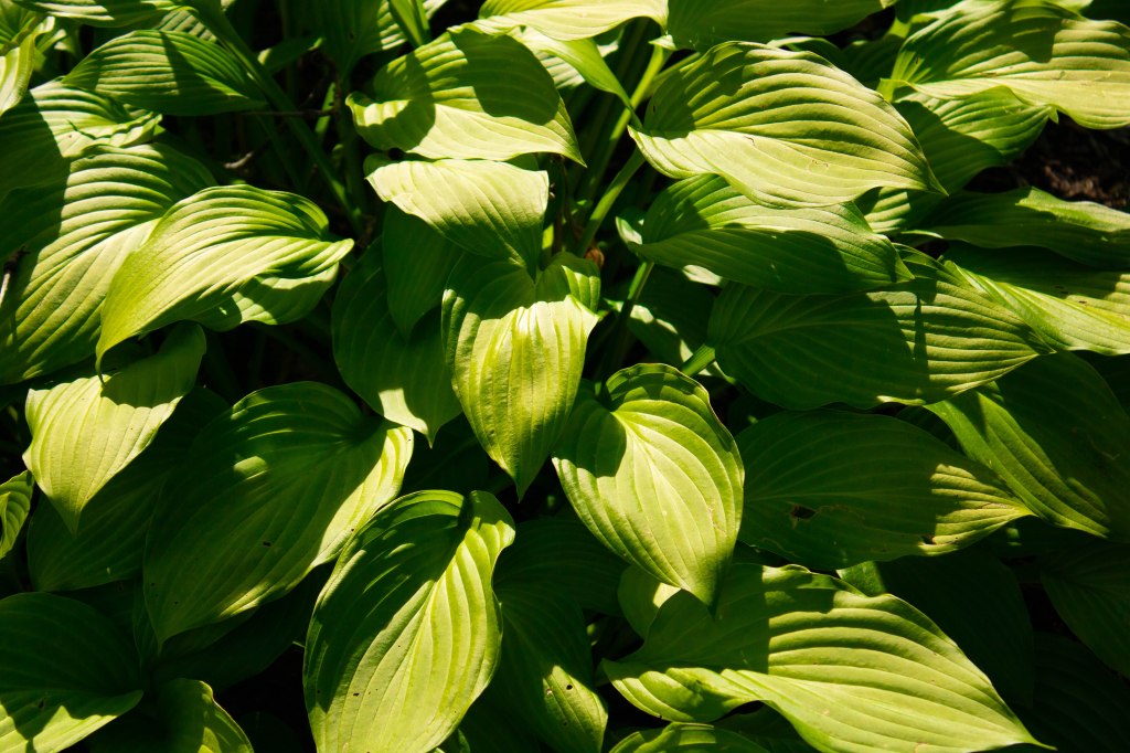 “Telegraphing” by Victorio Reyes&nbsp;Asili