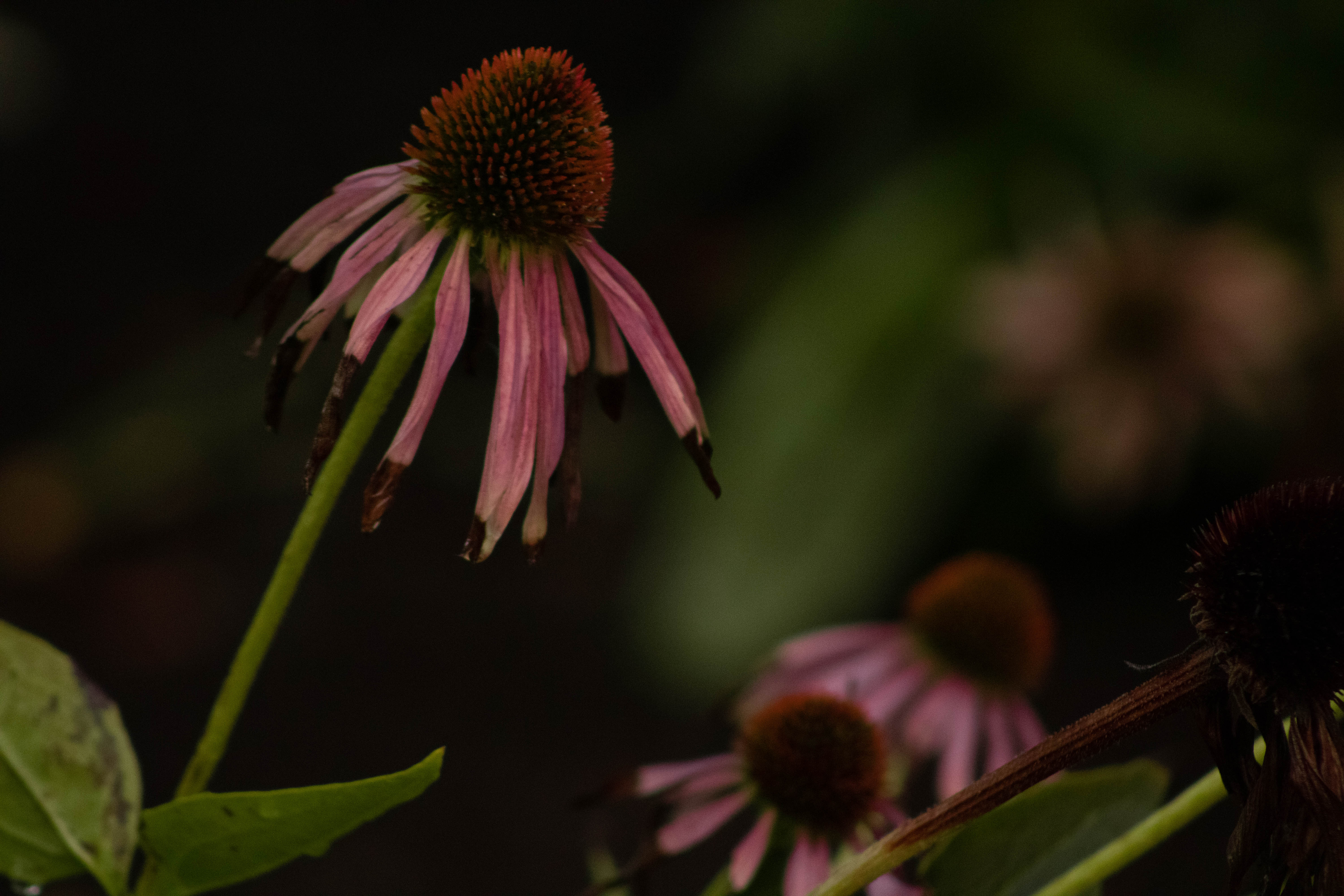 Photo: "Lluvia rosita" by Bobbi Le' Rae Valentin