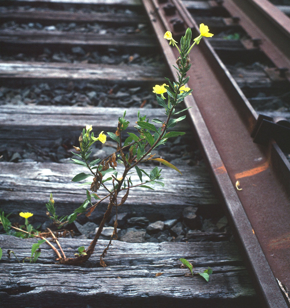 The Railsplitter.jpg