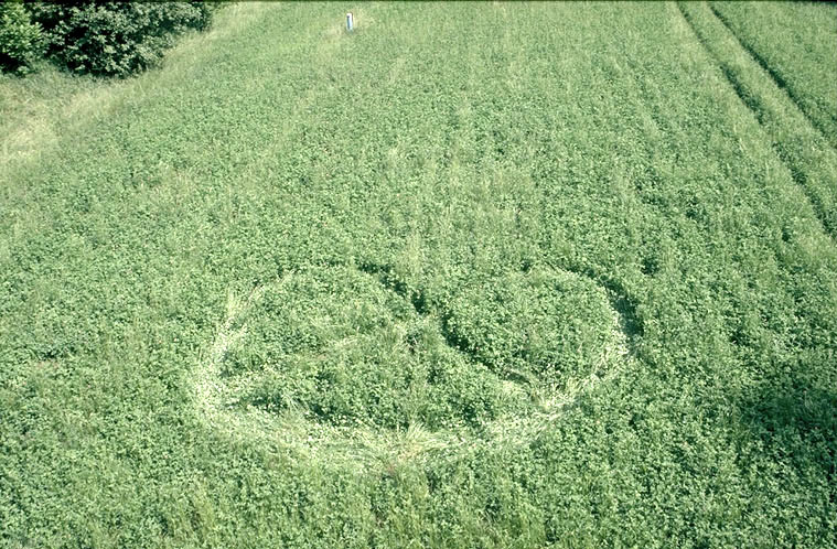 “Questions for the Arborist” by Lisa&nbsp;Bellamy