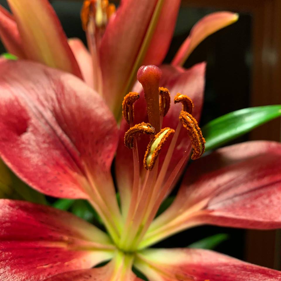 “Lucky Charms” by Kevin&nbsp;Brown