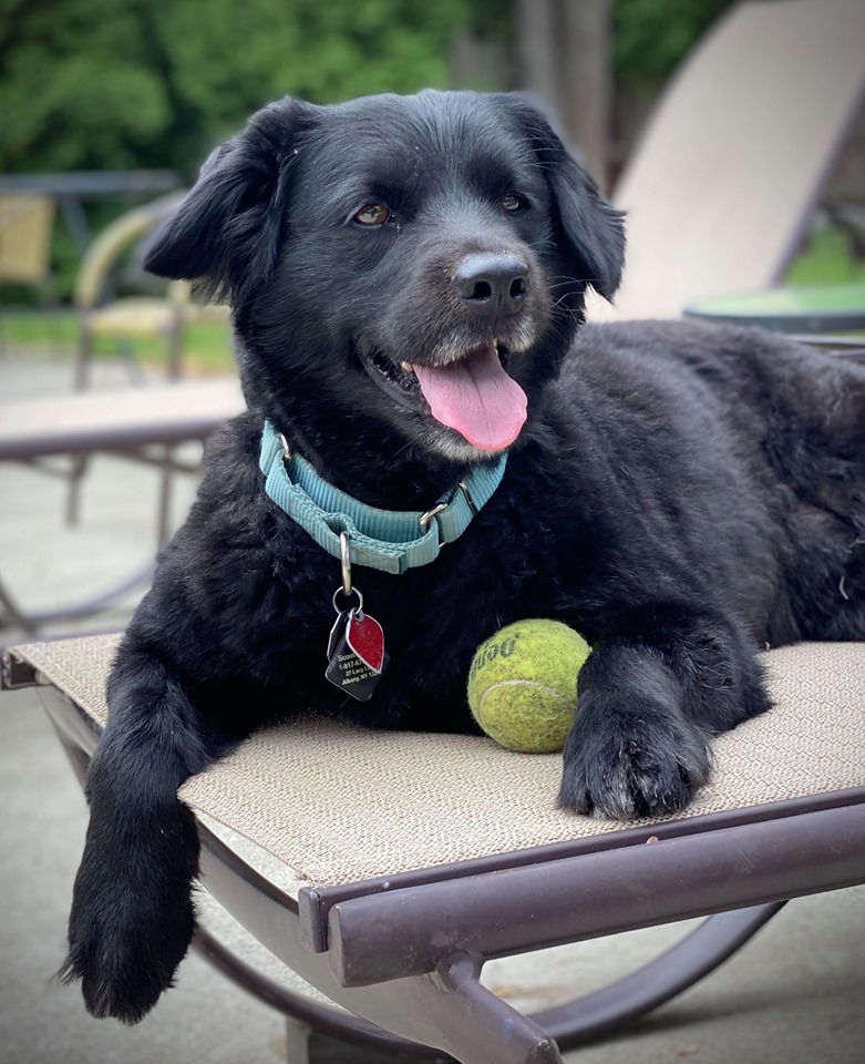 “Advice for Taking Care of Your Girlfriend’s Dog” by Ace&nbsp;Boggess