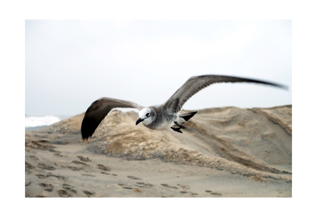 “When Black People Get to Swim in Chicago” by Matthew&nbsp;Johnson