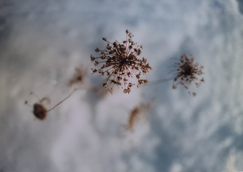 “Omen” by Sara&nbsp;Iacovelli