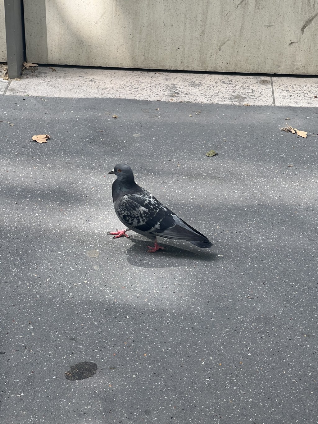 “This poem is not about pigeons.” by Madeira&nbsp;Miller