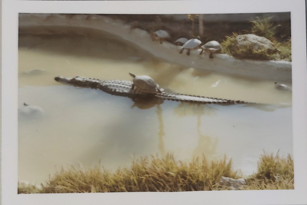 “Let’s go somewhere stupid, like Florida” by Puneet&nbsp;Dutt