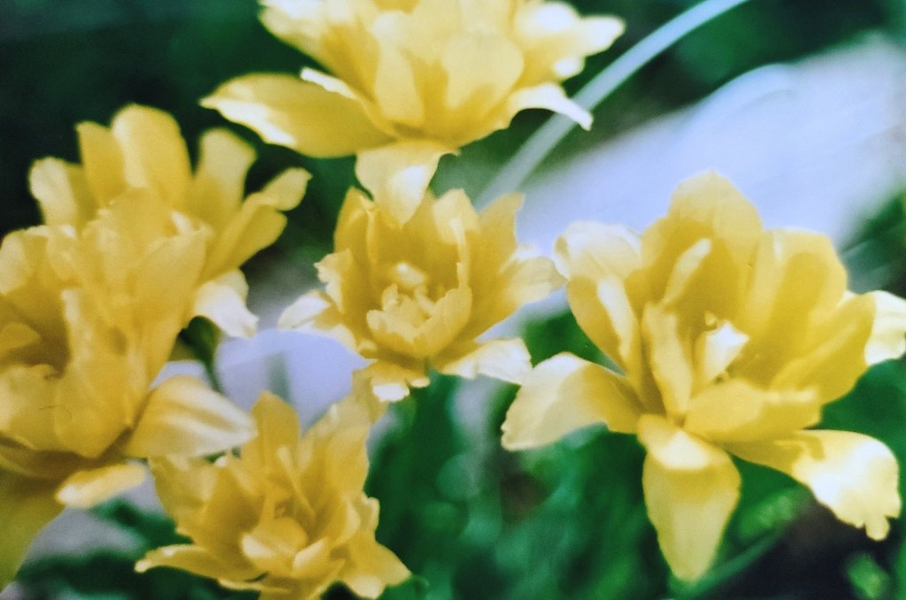 “Yellow” by Dana Holley Maloney