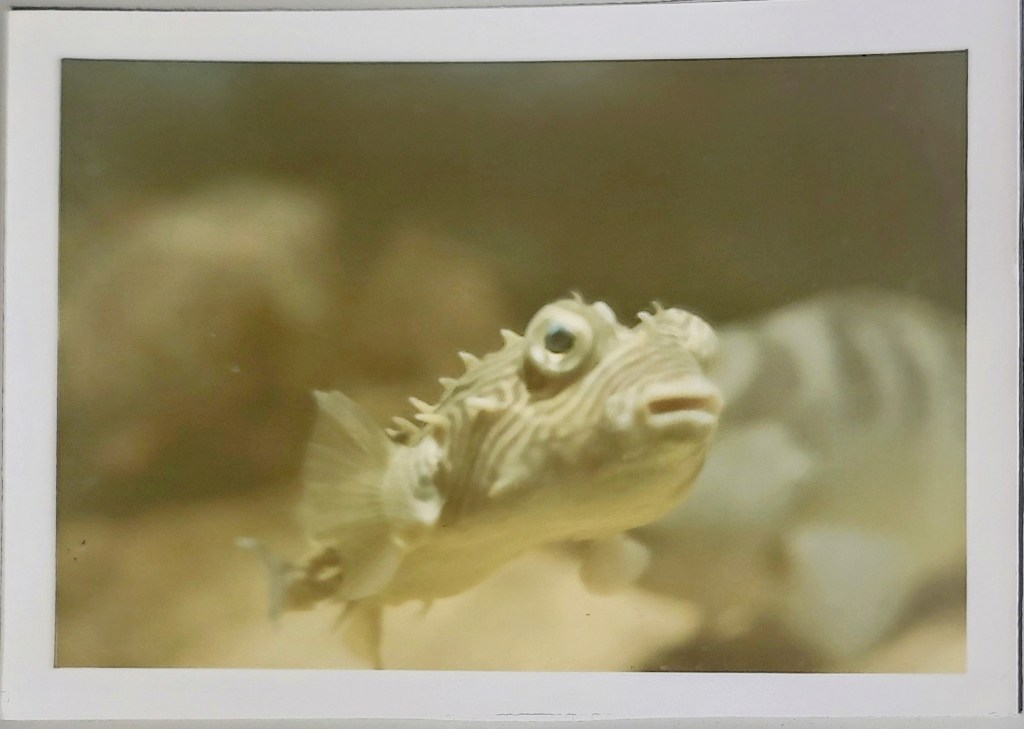 “Watching” by Anna&nbsp;Emerson